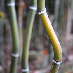Bambú Phyllostachys aureo. Alata